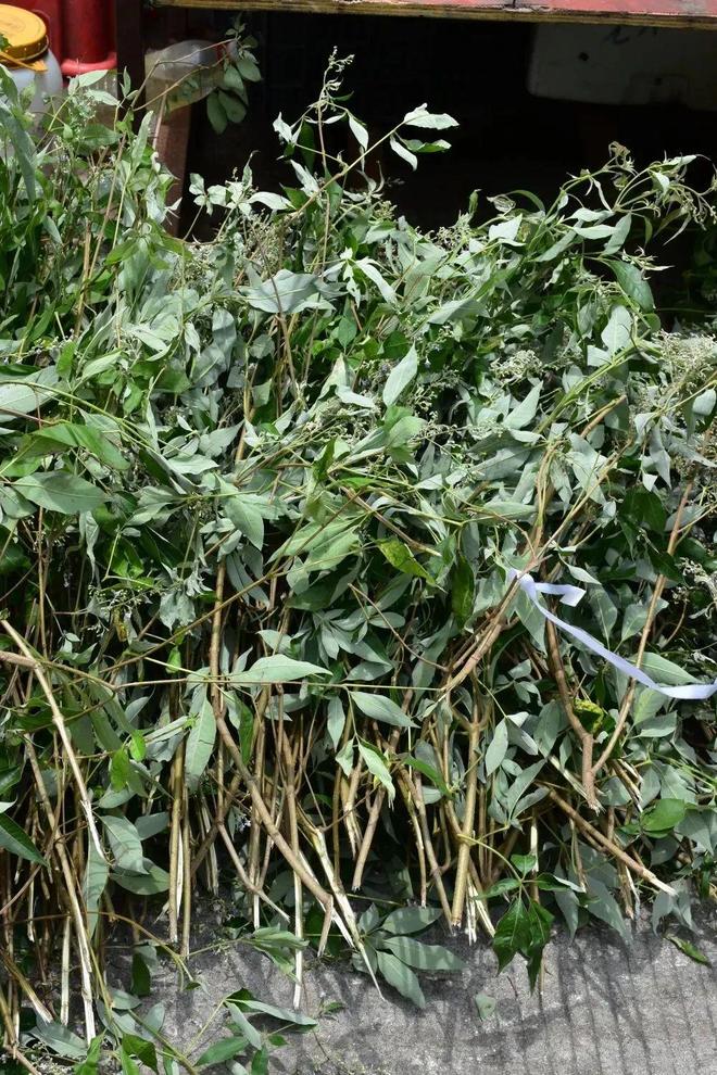 钦州）—东盟海上龙舟公开赛即将开赛！pg电子模拟器试玩2025年广西（